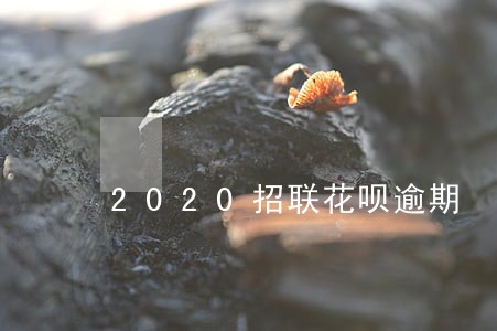 2020招联花呗逾期 2020招联花呗逾期