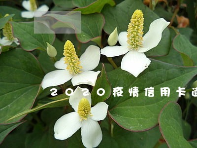 2020疫情信用卡逾期有多少