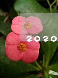 2020疫情逾期 2020疫情逾期