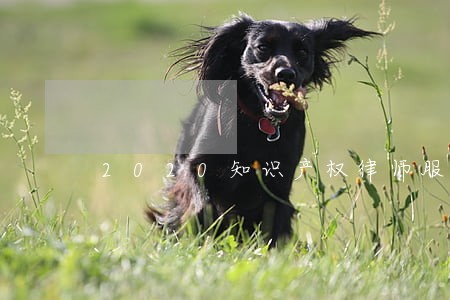 2020知识产权律师服务
