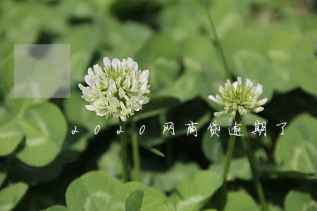 2020网商贷逾期了 2020网商贷逾期了