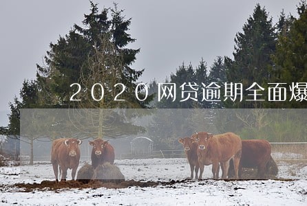 2020网贷逾期全面爆发 2020网贷逾期全面爆发