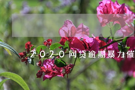 2020网贷逾期暴力催收 2020网贷逾期暴力催收