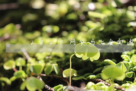 2020网贷马上全面逾期 2020网贷马上全面逾期