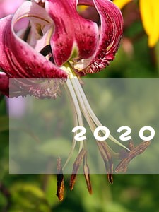 2020网黑逾期能下款的口子 2020网黑逾期能下款的口子