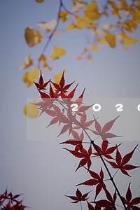 2020贷款逾期截图 2020贷款逾期截图