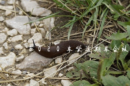 2020车贷逾期车会被拖走吗 2020车贷逾期车会被拖走吗