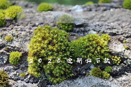 2020逾期必下款 2020逾期必下款