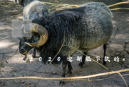 2020逾期能下款的app 2020逾期能下款的app