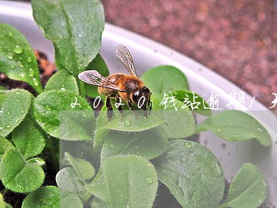 2020钱站逾期1天会上征信吗 2020钱站逾期1天会上征信吗