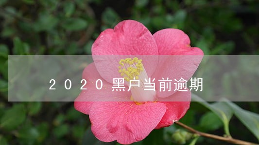 2020黑户当前逾期 2020黑户当前逾期