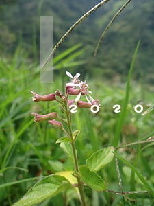 2020黑户逾期必下