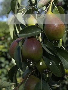 2021七月份借呗逾期图片截图