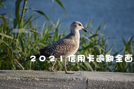 2021信用卡逾期全面爆发