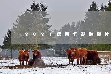 2021信用卡逾期图片截图 2021信用卡逾期图片截图