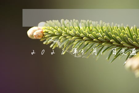 2021年3月1日交通违法