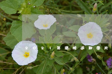 2021年借呗逾期图片 2021年借呗逾期图片