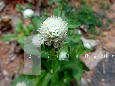 2021年负债逾期比例 2021年负债逾期比例
