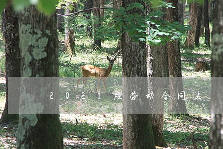 2021版劳动合同法 2021版劳动合同法
