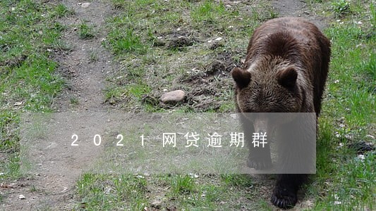 2021网贷逾期群