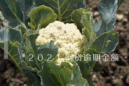 2021网贷逾期金额 2021网贷逾期金额