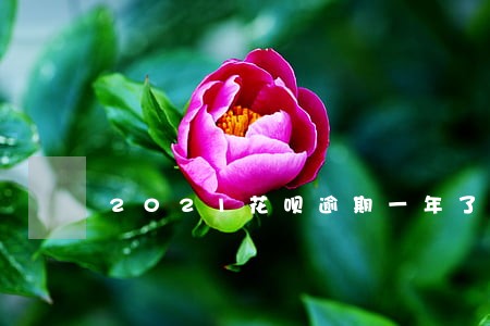 2021花呗逾期一年了会怎么样 2021花呗逾期一年了会怎么样