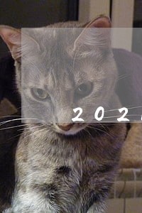 2021违法停车处罚收多少钱 2021违法停车处罚收多少钱