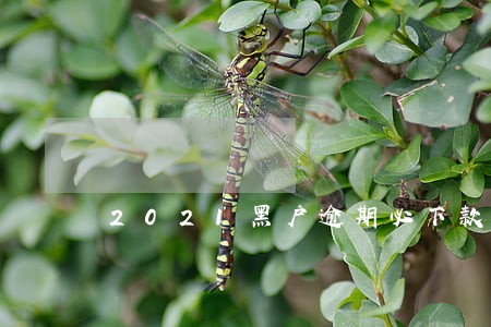 2021黑户逾期必下款 2021黑户逾期必下款