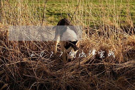 2077向法律宣战 2077向法律宣战