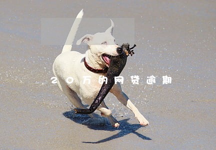 20万的网贷逾期 20万的网贷逾期