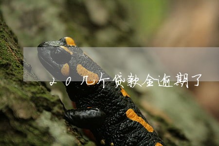 20几个贷款全逾期了 20几个贷款全逾期了
