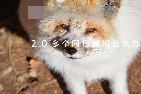 20多个网贷逾期怎么办 20多个网贷逾期怎么办