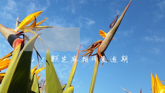 20颗芝麻粒修复逾期 20颗芝麻粒修复逾期