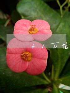 21万信用卡逾期