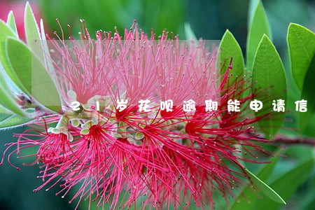 21岁花呗逾期能申请信用卡吗 21岁花呗逾期能申请信用卡吗