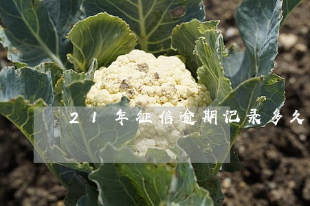21年征信逾期记录多久会消失 21年征信逾期记录多久会消失