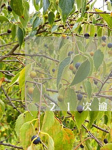 21次逾期可以按揭二手房吗