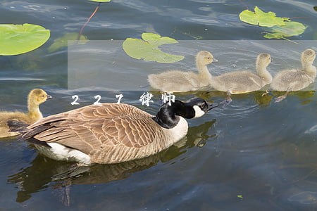 227律师 227律师