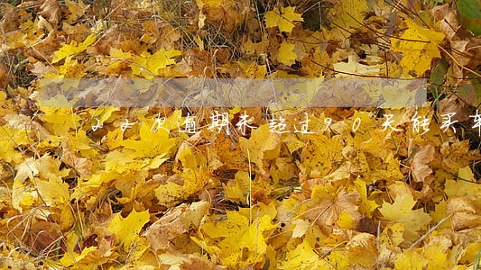 22次逾期未超过90天能买车吗 22次逾期未超过90天能买车吗