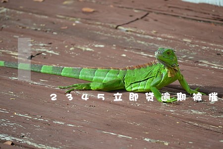2345立即贷逾期被催收 2345立即贷逾期被催收