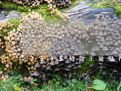 2345贷款王逾期70天 2345贷款王逾期70天