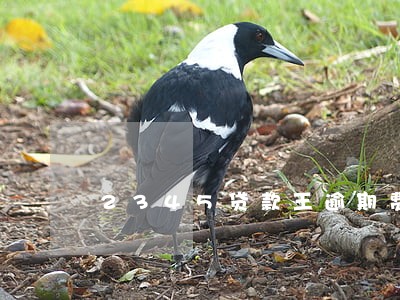 2345贷款王逾期费用高 2345贷款王逾期费用高