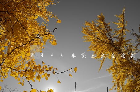 2345车贷怎么查逾期 2345车贷怎么查逾期