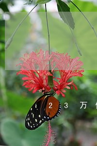 23万信用卡逾期15个月了 23万信用卡逾期15个月了