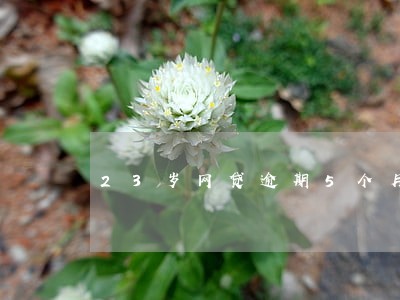 23岁网贷逾期5个月怎么办 23岁网贷逾期5个月怎么办