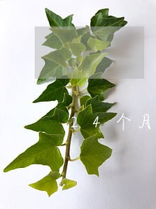 24个月多次逾期记录 24个月多次逾期记录