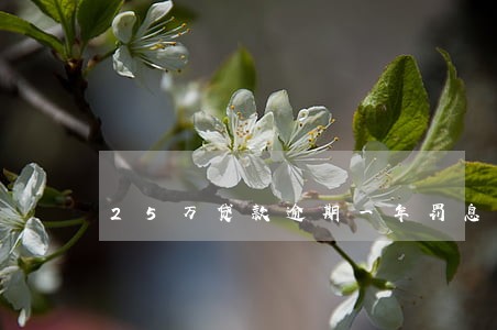25万贷款逾期一年罚息多少 25万贷款逾期一年罚息多少