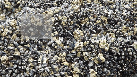 25万逾期25天滞纳金多少 25万逾期25天滞纳金多少