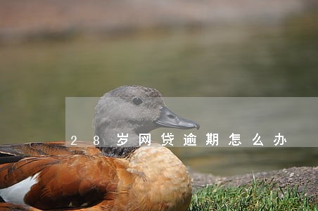 28岁网贷逾期怎么办 28岁网贷逾期怎么办