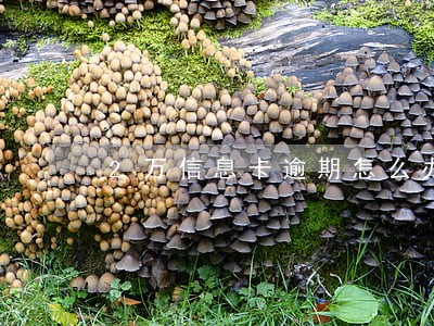 2万信息卡逾期怎么办 2万信息卡逾期怎么办